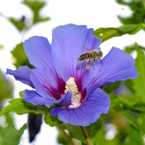 Hibisco (Syrian Hibiscus) Pájaro Azul, P9 - Plántulas: Ilość w opakowaniu: 1 plant