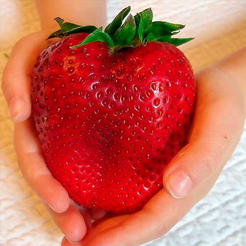 Fresa Gigant - Plántulas: Ilość w opakowaniu: 5 plantas