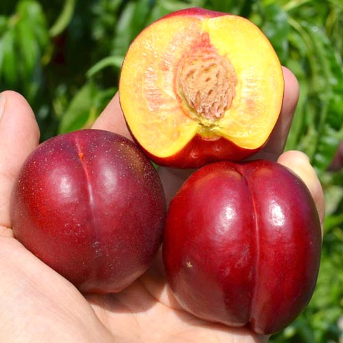 1 sadz, Nektaryna Tepesko - Sadzonki: Ilość w opakowaniu: 1 sadz