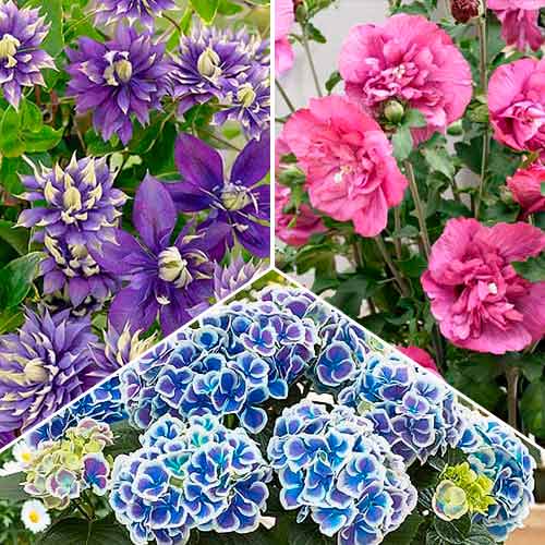 Super oferta! Letnia kolekcja Summertime, zestaw 3 odmian - Sadzonki: Ilość w opakowaniu: 3 sadz