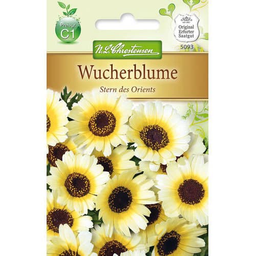 Złocień Stern des Orients - Nasiona. Ilość w opakowaniu: 1 opak - GradinaMax