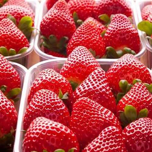 1 szt, Truskawka Fortuna - Sadzonki: Ilość w opakowaniu: 5 sadz