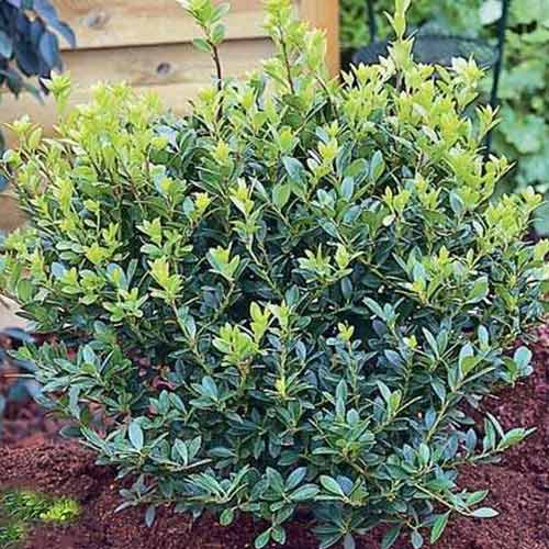 1 sadz, Ostrokrzew karbowanolistny Glory Gem - Sadzonki: Ilość w opakowaniu: 1 sadz