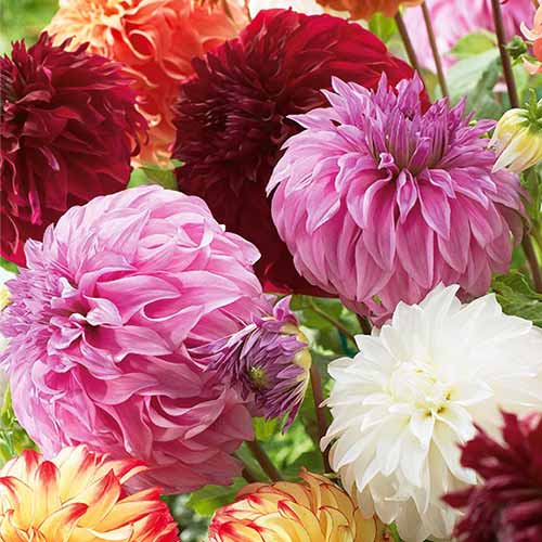 3 szt., Dalia Gigant, mix kolorów - Byliny: Ilość w opakowaniu: 3 szt.