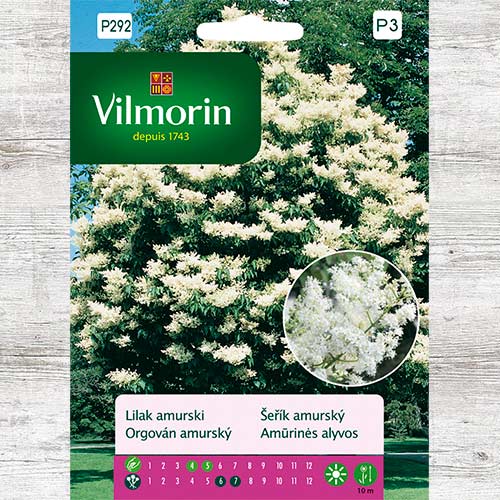 1 szt, Lilak amurski, nasiona - Nasiona: Ilość w opakowaniu: 0.2 g