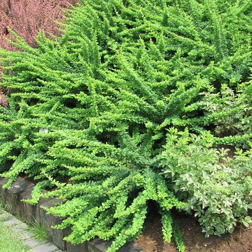 1 sadz, Berberys Green Carpet - Sadzonki: Ilość w opakowaniu: 1 sadz