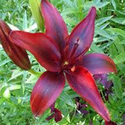 1 szt, Tani pakiet! Lilia azjatycka Black Out - Cebule: Ilość w opakowaniu: 1 cebul