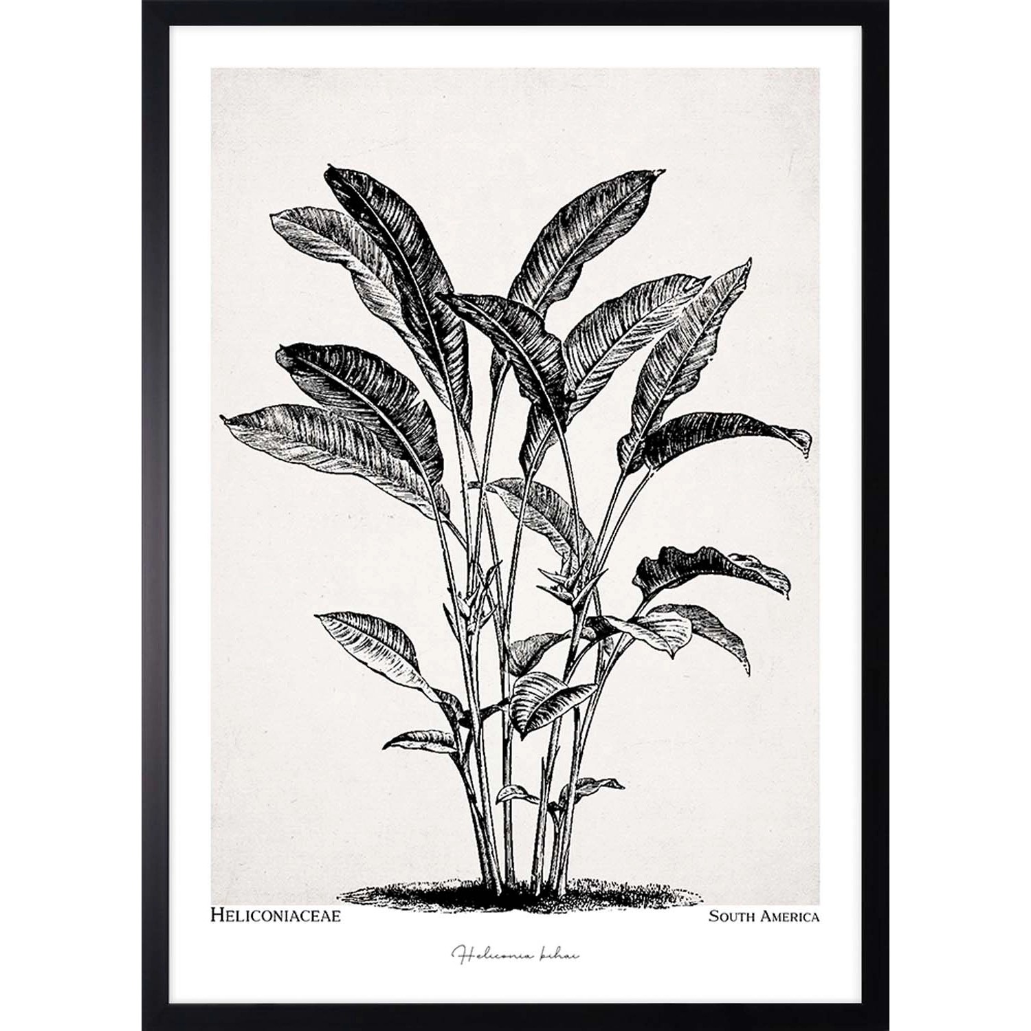 ARS LONGA Obraz PLANT 53 x 73 cm