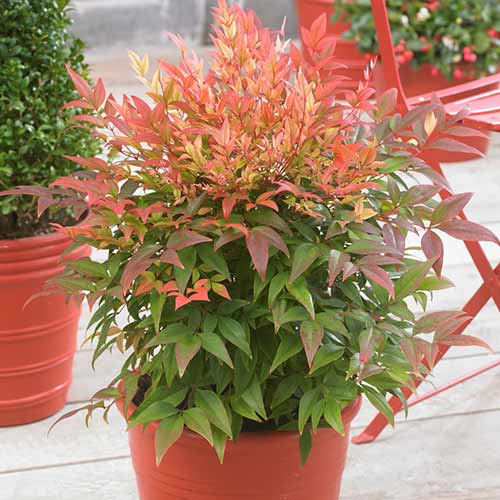 1 buc, Bambus Sfânt - Răsaduri: Mod de ambalare: 1 buc