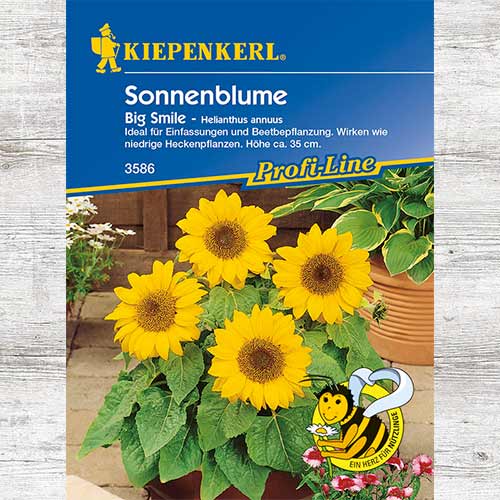 1 pac, Floarea soarelui decorativă Big Smile - Semințe: Mod de ambalare: 1 pac