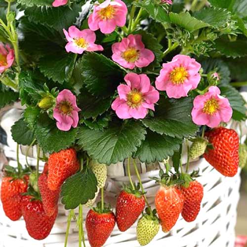 1 buc, Căpșuni Pink Panda - Răsaduri: Mod de ambalare: 1 buc