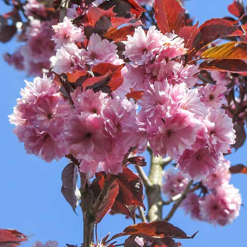 1 buc, Cireș japonez (Prunus) Royal Burgundy - Răsaduri: Mod de ambalare: 1 buc