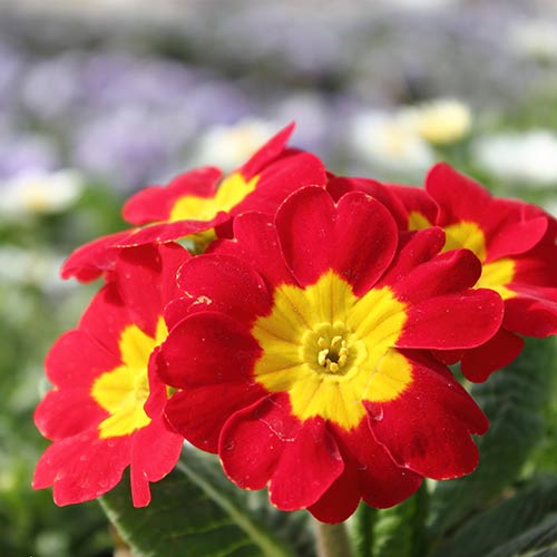 1 buc, Ciuboțica cucului (Primula) vulgaris Red - Răsaduri: Mod de ambalare: 1 buc
