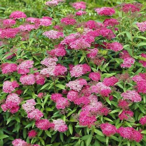 1 buc, Cununiță japoneză Anthony Waterer - Răsaduri: Mod de ambalare: 1 buc