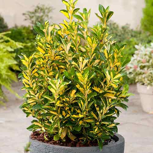 1 buc, Euonymus Aureovar - Răsaduri: Mod de ambalare: 1 buc