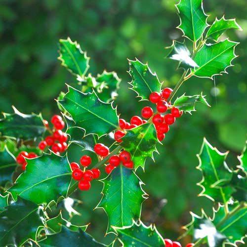 1 buc, Laur Heckenpracht - Răsaduri: Mod de ambalare: 1 buc