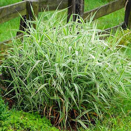 1 buc, Iarbă decorativă (Phalaris) Luteopicta - Răsaduri: Mod de ambalare: 1 buc