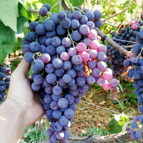 1 buc, Viță de vie Kismis Moldavski - Butași: Mod de ambalare: 1 buc