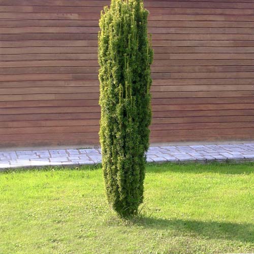 1 buc, Tisa Fastigiata - Puieți: Mod de ambalare: 1 buc