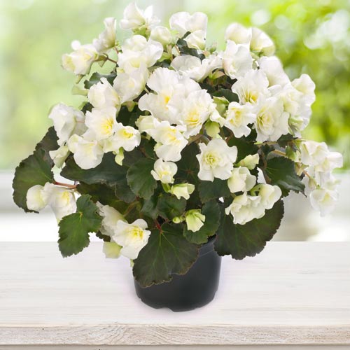 1 pac, Begonie Gloria F1 albă - Semințe: Mod de ambalare: 5 g