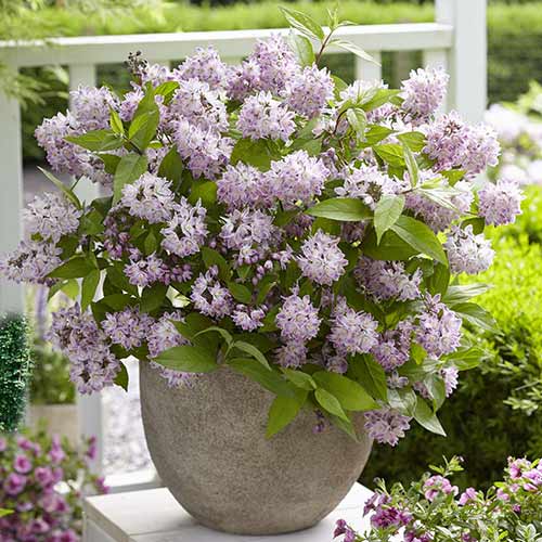 1 buc, Deutzia Rosea Plena - Răsaduri: Mod de ambalare: 1 buc