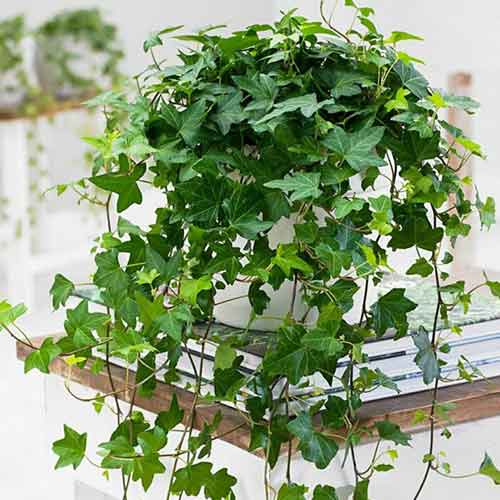 1 buc, Iederă helix - Răsaduri: Mod de ambalare: 1 buc