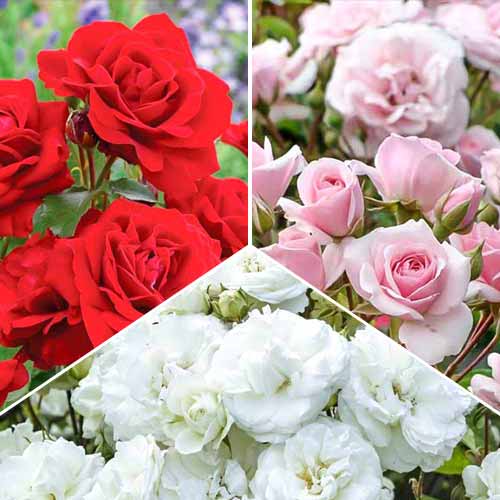 Super ofertă! Trandafiri floribunda Tricolor, 3 soiuri - Butași: Mod de ambalare: 3 buc