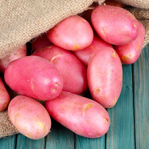 1 kg, Cartofi de sămânță Red Fantasy - Tuberculi: Mod de ambalare: 1 kg