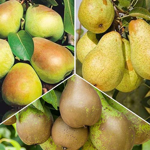 Ofertă specială! Peri Trio, set de 3 soiuri - Puieți: Mod de ambalare: 3 buc