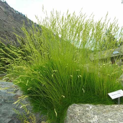 1 buc, Festuca ovina (Păiușul oilor) - Răsaduri: Mod de ambalare: 1 buc