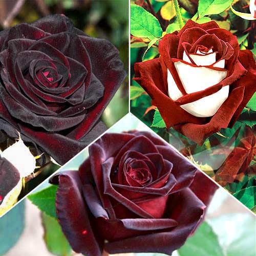 3 buc, Super-ofertă ! Set de trandafiri teahibrid, de 3 soiuri - : Mod de ambalare: 3 buc