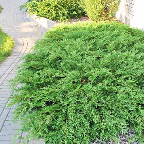 1 buc, Microbiota decussata Gold Spot - Puieți: Mod de ambalare: 1 buc