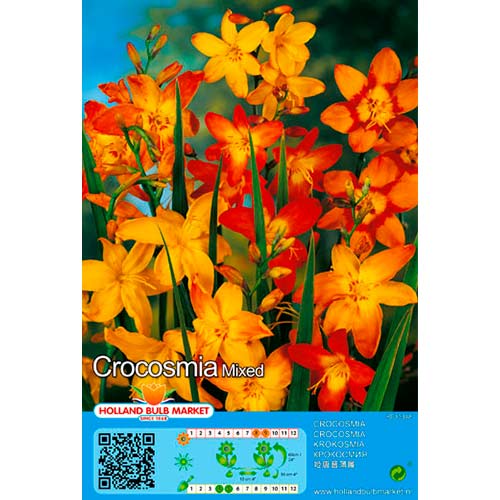 5 buc, Crocosmia mix multicolor - Bulbi: Mod de ambalare: 5 buc