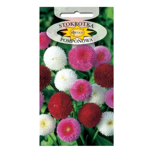 Nasiona Stokrotka pomponowa 0,1g