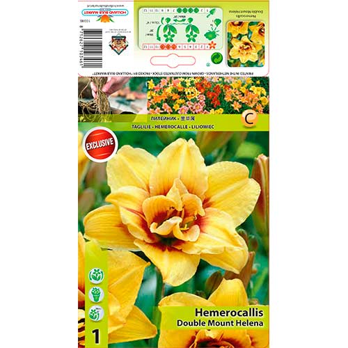 1 cib, Denivka (Hemerocallis) Mount Helena - : Monžstvo balíkov: 1 cib