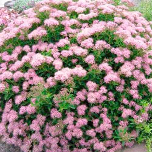 1 saz, Tavolník japonský Little Princess - : Monžstvo balíkov: 1 saz