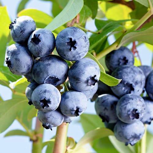 1 saz, Borůvka Elizabeth, P9 - : Monžstvo balíkov: 1 saz