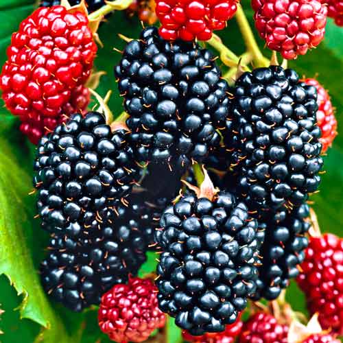 1 saz, Ostružina Big Maks XXL - : Monžstvo balíkov: 1 saz