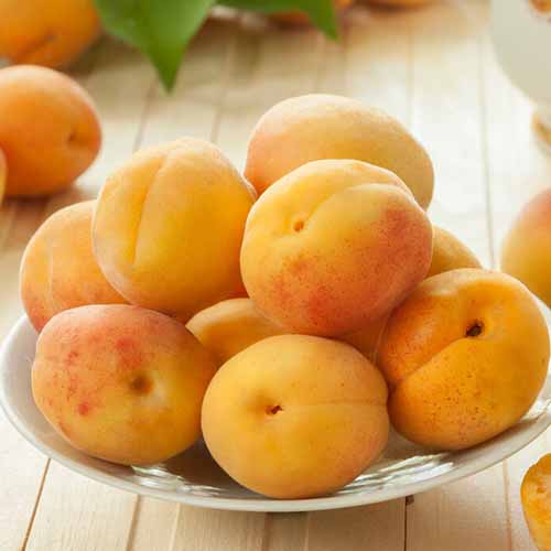 1 saz, Meruňka Roy - : Monžstvo balíkov: 1 saz