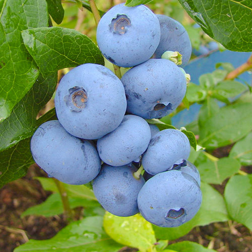 1 saz, Borůvka Bonus - : Monžstvo balíkov: 1 saz