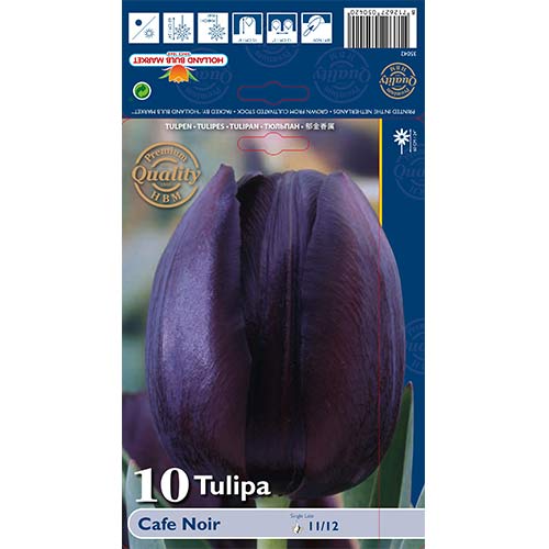 10 kus, Tulipán Cafe Noir - : Monžstvo balíkov: 10 kus