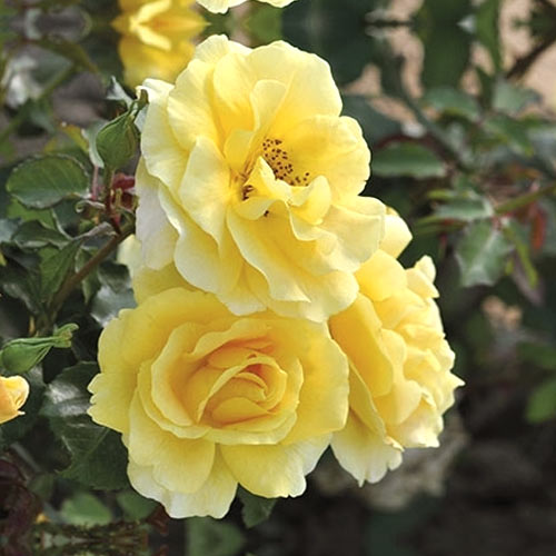 1 szt, Rózsa floribunda Urban Fashion , С3 - Palánták: Mod de ambalare: 1 db