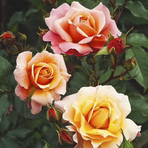 1 db, Rózsa floribunda Marie Curie , С3 - Palánták: Mod de ambalare: 1 db