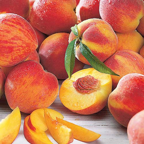 1 db, Őszibarack Maria Bianca - Palánták: Mod de ambalare: 1 db