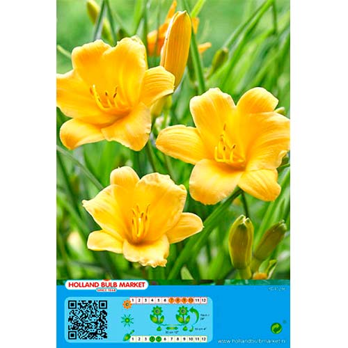 1 db, Sásliliom (Hemerocallis) Yellow - Évelő: Mod de ambalare: 1 db