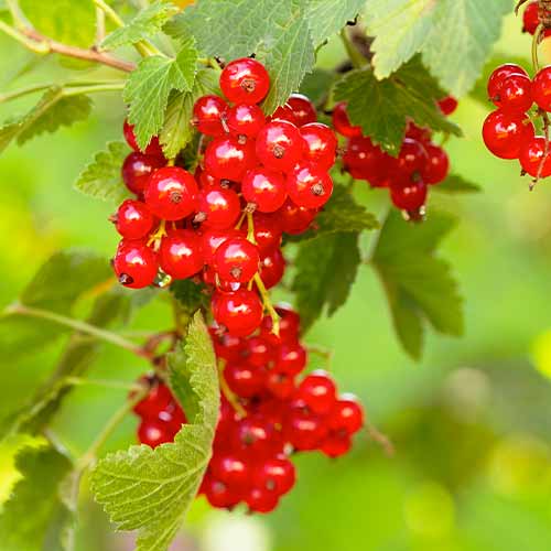 1 db, Ribizli piros Rovada, Р9 - Palánták: Mod de ambalare: 1 db