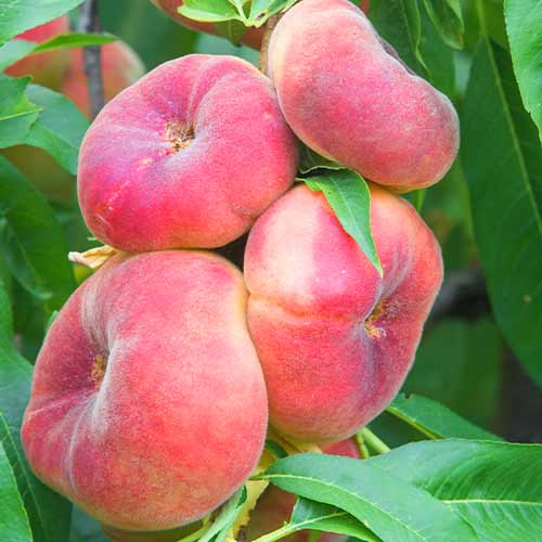 1 db, Őszibarack oszlopos Saturn - Palánták: Mod de ambalare: 1 db