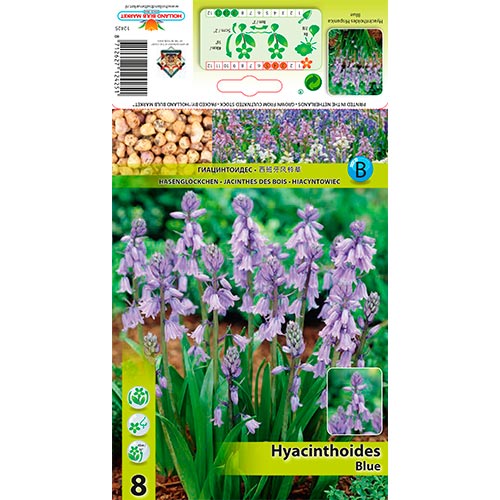 8 Stück, Spanische Hyazinthe blau - Blumenzwiebeln: Ilość w opakowaniu: 8 Stück