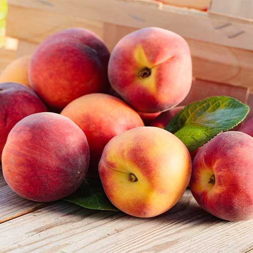 Pfirsich Romeo, C2 - Setzlinge: Ilość w opakowaniu: 1 Pflanze(n)