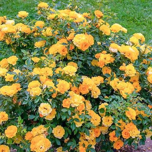 1 Pflanze(n), Rose Lucciola - Setzlinge: Ilość w opakowaniu: 1 Pflanze(n)